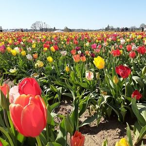 Meet your Posher, Annie